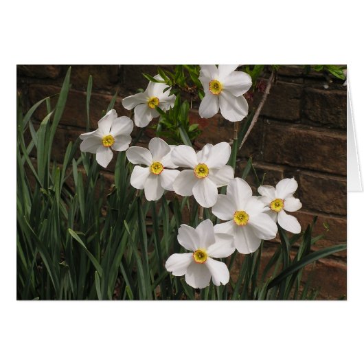 Poet's Narcissus (N. "Actea") (Voorkant Horizontaal)