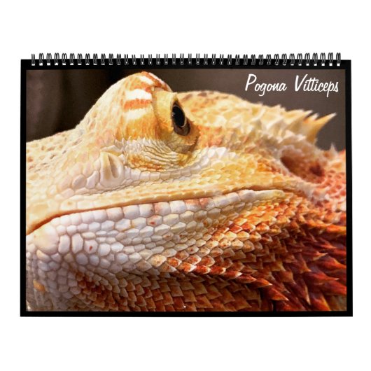 Pogona Vitticeps Dragon Calendar Kalender (Hoes)