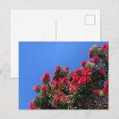 Pohutukawa-ansichtkaart 1 briefkaart (Voorkant / Achterkant)