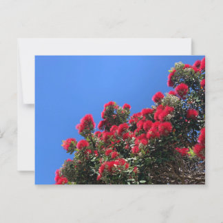 Pohutukawa-ansichtkaart 1 briefkaart