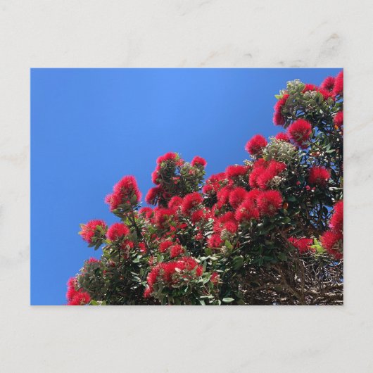 Pohutukawa-ansichtkaart 1 briefkaart (Voorkant)