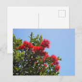 Pohutukawa-ansichtkaart 2 briefkaart (Voorkant / Achterkant)
