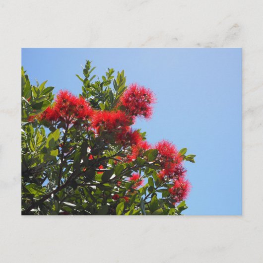 Pohutukawa-ansichtkaart 2 briefkaart (Voorkant)
