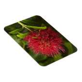 Pohutukawa Bloem, Dunedin Magneet (Rechterzijde)