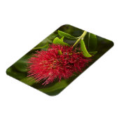 Pohutukawa Bloem, Dunedin Magneet (Linkerzijde)