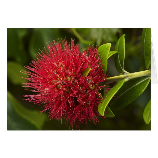 Pohutukawa Flower, Dunedin (Voorkant Horizontaal)