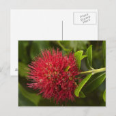 Pohutukawa Flower, Dunedin Briefkaart (Voorkant / Achterkant)