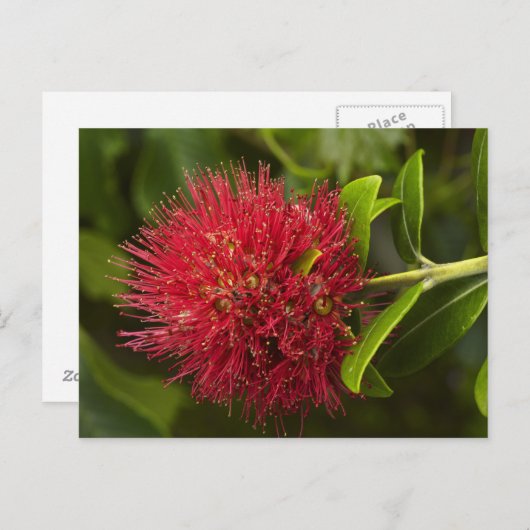 Pohutukawa Flower, Dunedin Briefkaart (Voorkant / Achterkant)