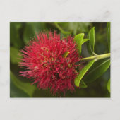 Pohutukawa Flower, Dunedin Briefkaart (Voorkant)