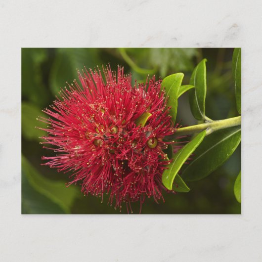 Pohutukawa Flower, Dunedin Briefkaart (Voorkant)