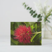 Pohutukawa Flower, Dunedin Briefkaart (Staand voorkant)