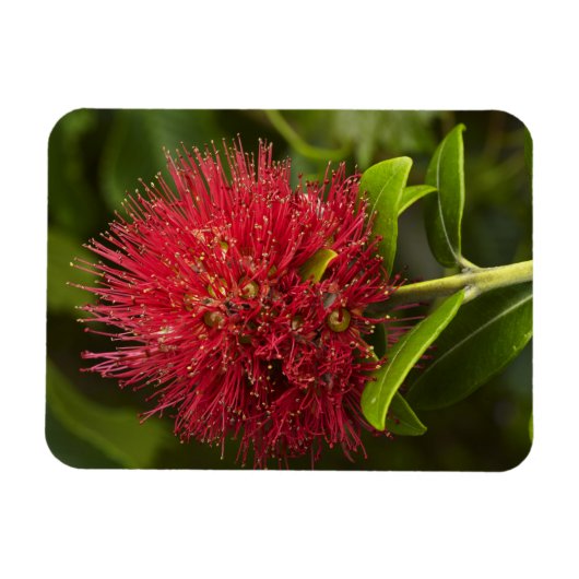 Pohutukawa Flower, Dunedin Magneet (Horizontaal)