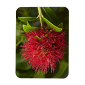 Pohutukawa Flower, Dunedin Magneet (Verticaal)