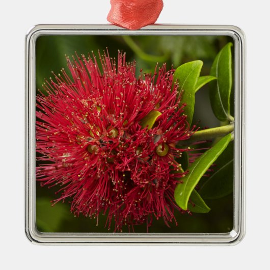 Pohutukawa Flower, Dunedin Metalen Ornament (Voorkant)