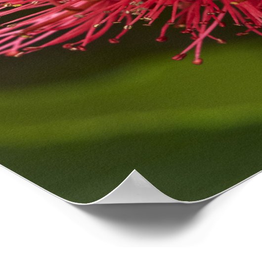 Pohutukawa Flower, Dunedin Poster (Hoek)