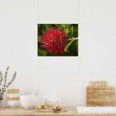 Pohutukawa Flower, Dunedin Poster (Keuken)