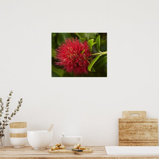 Pohutukawa Flower, Dunedin Poster (Keuken)