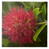 Pohutukawa Flower, Dunedin Tegeltje (Voorkant)