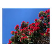Pohutukawa Poster (Voorkant)