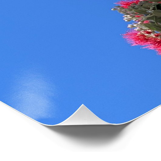 Pohutukawa Poster (Hoek)