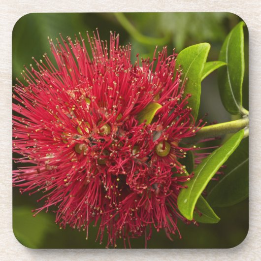 Pohutukawabloem, Dunedin Onderzetter (Voorkant)