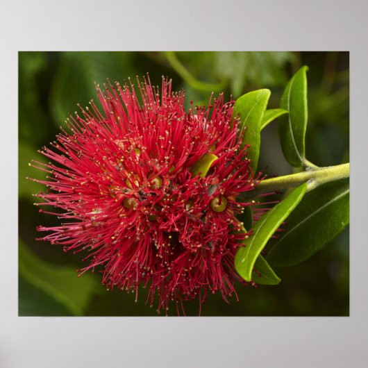 Pohutukawabloem, Dunedin Poster (Voorkant)