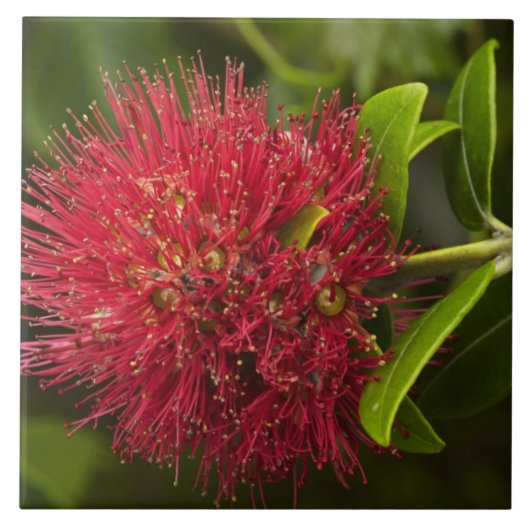 Pohutukawabloem, Dunedin Tegeltje (Voorkant)