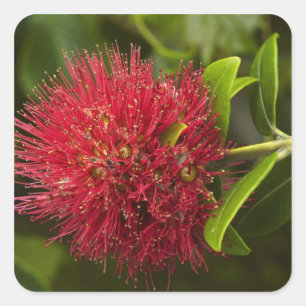 Pohutukawabloem, Dunedin Vierkante Sticker