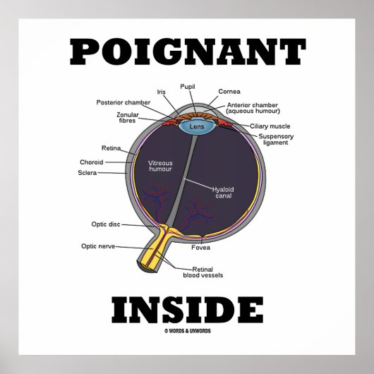 Poignant oog (I) Inside (anatomisch eyeball) Poster (Voorkant)