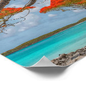 Poinciana boom op Bonaire prachtig Poster (Hoek)