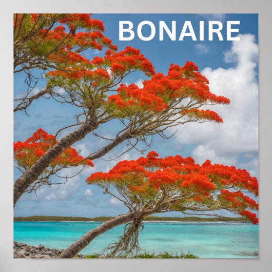 Poinciana boom op Bonaire prachtig Poster (Voorkant)