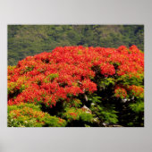 Poinciana-boom Poster (Voorkant)