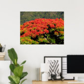 Poinciana-boom Poster (Thuiskantoor)