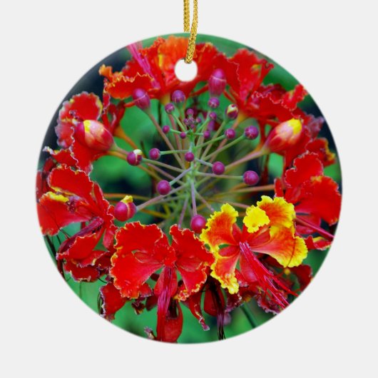 Poinciana (ohai-ali'i) Hawaiian Flower Ornament (Voorkant)