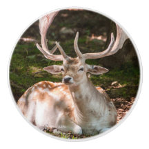 poinée van deur foto hert onder het hout