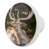 poinée van deur foto hert onder het hout keramische knop (Rechts)