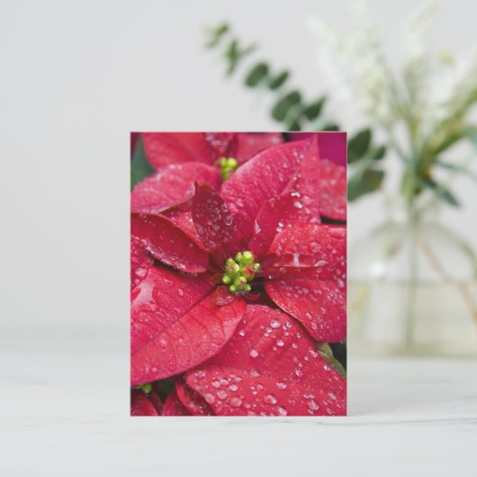 Poinsetta Closeup Briefkaart (Staand voorkant)