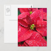 Poinsetta Closeup Briefkaart (Voorkant / Achterkant)