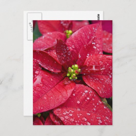 Poinsetta Closeup Briefkaart (Voorkant / Achterkant)