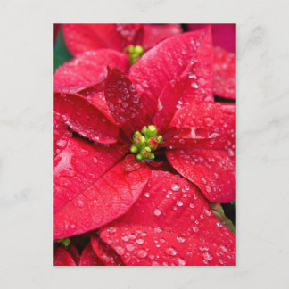Poinsetta Closeup Briefkaart