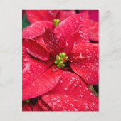 Poinsetta Closeup Briefkaart (Voorkant)