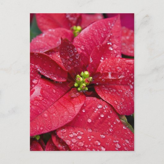 Poinsetta Closeup Briefkaart (Voorkant)