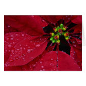 Poinsettia (Voorkant Horizontaal)