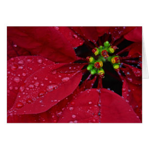 Poinsettia