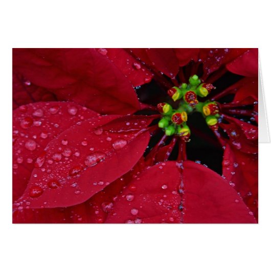 Poinsettia (Voorkant Horizontaal)