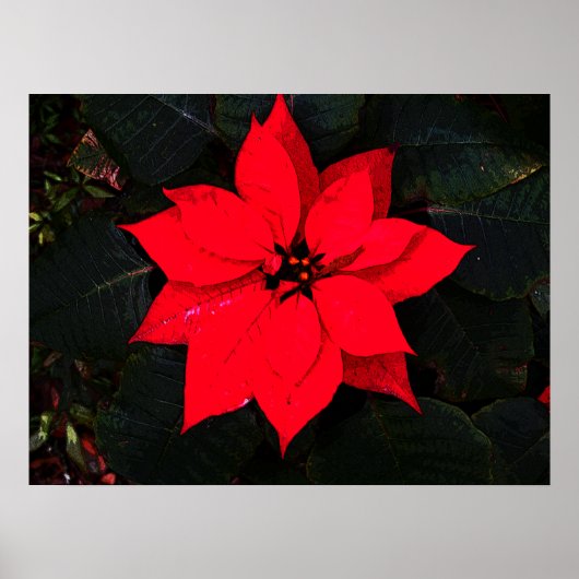 Poinsettia 6078 poster (Voorkant)