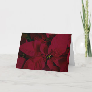Poinsettia #7 kaart