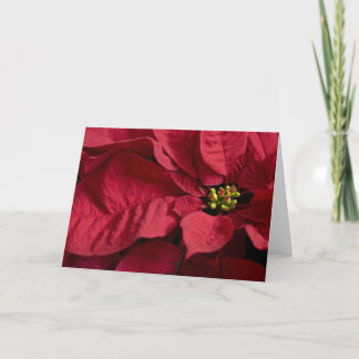 Poinsettia #8 kaart