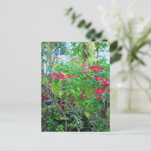 Poinsettia Backyard Briefkaart (Staand voorkant)