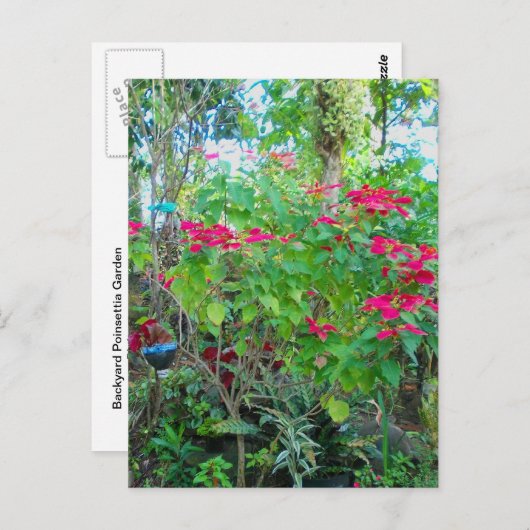Poinsettia Backyard Briefkaart (Voorkant / Achterkant)